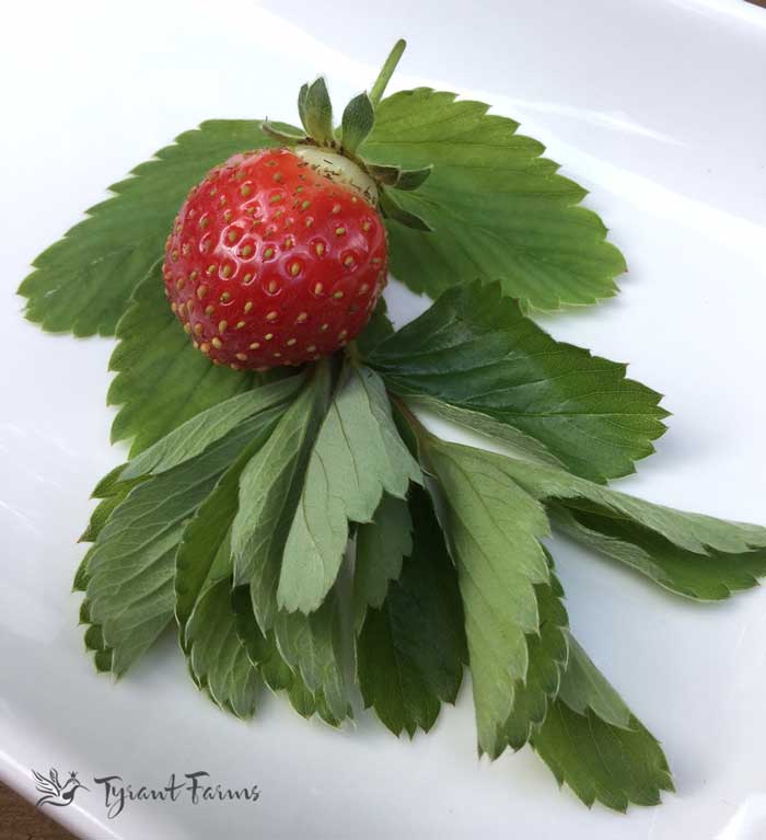 6 delicious teas you can make from your garden Tyrant Farms